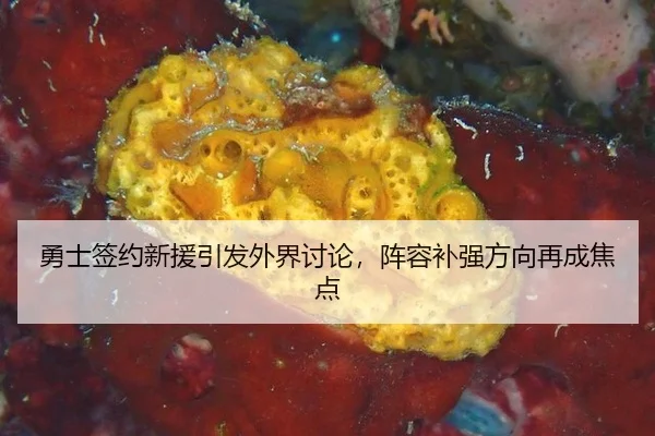 勇士签约新援引发外界讨论，阵容补强方向再成焦点